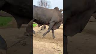 Old Chaff Cutter Machine Operating With Powerful Black Bull shorts shortsfeed viral [upl. by Einaej]