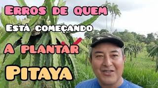 Erros de quem está começando a plantar pitaya [upl. by Ettari953]