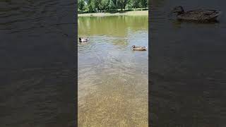 Patitos🦆siendo Patos🦆divirtiendose en el agua🦆 [upl. by Aztinay]