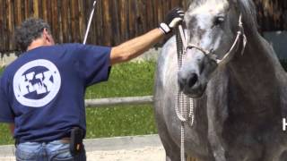 Natural Horsemanship  erste Schritte in der Bodenarbeit [upl. by Ivette]