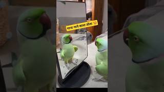 Me and my pet😍🦜 parrotsinging talkingparrot fantasticparrot birds parrot parrottalking [upl. by Geer299]