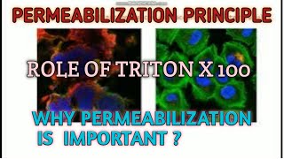 Permeabilization principle ll protocol ll Xgene and proteinX [upl. by Jesse381]