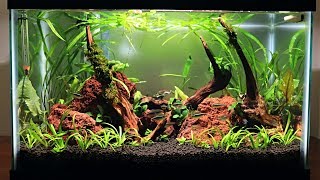 Easy Low Budget 10 Gallon Aquascape Update [upl. by Orferd]