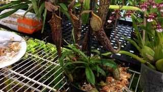 Repotting My Nepenthes Carnivorous Pitcher plant Nepenthes care and culture tips in the greenhouse [upl. by Paynter722]