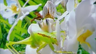 Eaten Alive  Cricket vs Mantis  Wildlife On One  BBC Earth [upl. by Euqinamod]