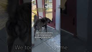 Our livestock guardian dogs heads to the veterinarian [upl. by Nnahgem]