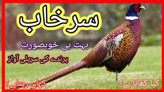 The Pheasant  Surkhab  beautiful in World  Birds Breeding [upl. by Oetomit]