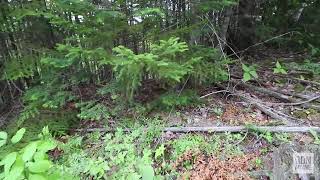 1minute hike Esker Trail in Katahdin Woods and Waters National Monument [upl. by Anaiv916]