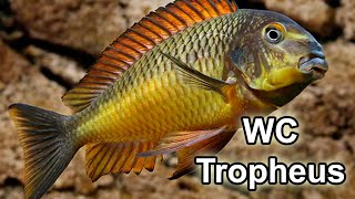 Tropheus Moorii Kazumba  Golden Kazumba  Wild Caught F0  Québec Cichlidés [upl. by Llerrit]