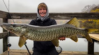 Insane GIANT TIGER MUSKY from the PUBLIC Dock Caught Sight Fishing [upl. by Temirf]