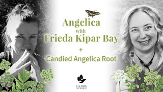 Angelica with Frieda Kipar Bay  Candied Angelica Root [upl. by Sylvanus48]