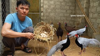 White pheasants lay eggs Build a house to raise pheasants Robert  Green forest life [upl. by Navap]