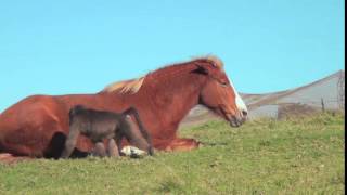 An unlikely friendship between a horse and a baboon [upl. by Boesch560]