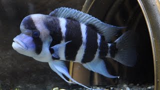 Burundi Frontosa Cichlids  Big Momma and Mo [upl. by Nashner773]