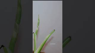 Monstera Albo Unfurling Leaf Time Lapse [upl. by Lampert]