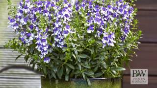 Angelface® Wedgwood Blue Improved Angelonia from Proven Winners [upl. by Sillyhp]