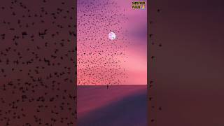 Sunset Bird Aesthetic viewsunset birds beautiful nature shorts musicforyou [upl. by Benedicto164]