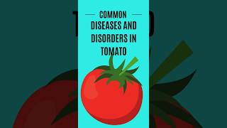 Common diseases and disorders in Tomato cultivation [upl. by Madalyn194]