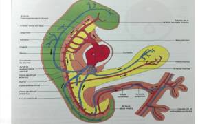 Cuarta semana de desarrollo embrionario 5 [upl. by Anevad859]