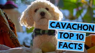 Cavachon  TOP 10 Interesting Facts [upl. by Ahsekar]