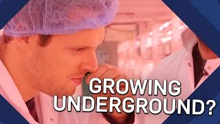 How Do Hydroponics Work Underground Farming  Earth Science [upl. by Barcot361]