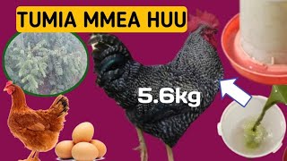 USINUNUE TENA DAWA ZA KUKU TUMIA MAJANI YA MLONGEMORINGAufugaji WA kuku poultry farm [upl. by Slocum139]