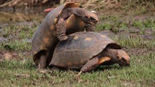 Redfooted tortoise  a quickie [upl. by Honeyman938]