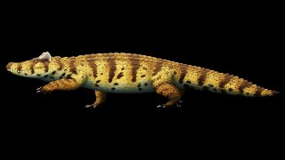 Voay robustus The Extinct Horned Crocodile of Madagascar [upl. by Stacie]