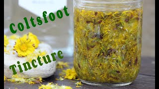 How to Make Coltsfoot Tincture  An Herbal Tincture Using Coltsfoot Flowers [upl. by Alilahk]