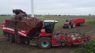 🔥Kampania Buraczana 2023🔥GR STANIEK🔥Spedytor Gostyń🔥Grimme Massey Ferguson🔥 [upl. by Wilen]