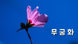 무궁화 대한민국 국화 Hibiscus syriacusAlthaea frutex  무궁화 감성 숲해설 [upl. by Jaquenetta]