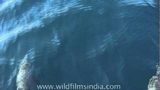 Dolphins swimming really fast in Kerala backwaters [upl. by Estrin581]