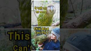 आखिर क्यो उड़ नही पाता ये पक्षी❓shorts factsshorts birds kakapo [upl. by Clemmie103]