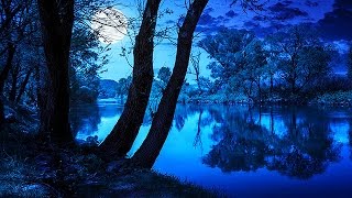 Soothing Night Time Forest Sounds  2 Hour Ambient Soundscape  For Sleep amp Relaxation [upl. by Leffert]