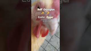 Buff Orpington vs Easter Egger [upl. by Emmott]