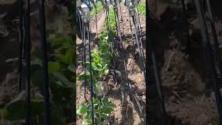 Slow Motion Tine Weeding Organic Soybeans  Tine Action Hatzenbichler Tine Weeder [upl. by Tod492]