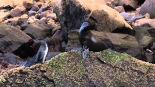 Spotting Galápagos Penguins in the Wild [upl. by Willabella117]