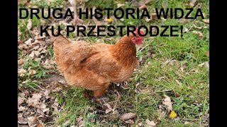 Odcinek 1063 DRUGA HISTORIA WIDZA HODOWLA KUR KU PRZESTRODZE [upl. by Anehsuc]