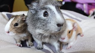 Meerschweinchen Babys von Trüffel  Die Meeries [upl. by Casilda712]