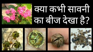 221 Pride of India Seeds Savni Seeds Lagerstroemia Seeds Crepe Myrtle Seeds  सावनी के बीज [upl. by Onairam]