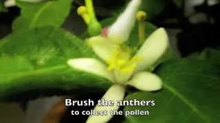 How To Hand Pollinate and Indoor Lemon Tree [upl. by Siusan]