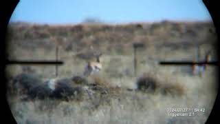 Springbok Headshot [upl. by Bonneau]