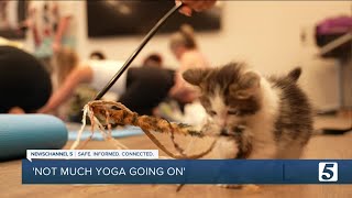 Williamson County Animal Center hosts kitten yoga classes [upl. by Adelia522]