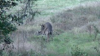 Buck Breeding a Doe East Texas Montgomery County 2014 Whitetail Deer [upl. by Holton]