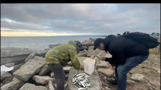 So much fun🎣 fishing for small JACKSMELT at CRAB COVE in AlamedaCa 052623 [upl. by Etteiluj]