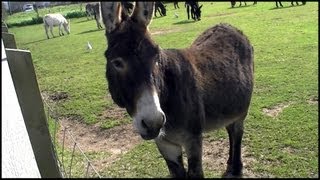 Donkeys Equus africanus asinus [upl. by Leimaj]