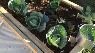 GREENS Growing Collards Mustards amp Cabbage [upl. by Garrek]