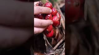 Harvesting cardamom fruit in the forest harvesting countryside enjoying fruit shortvideo [upl. by Gaudette247]