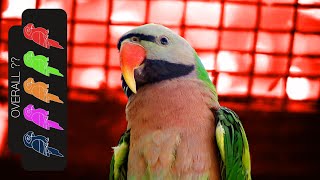 Moustache Parakeet The Best Pet Parrot [upl. by Ayetal804]