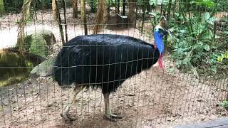 Casuar  Parque das Aves  Foz do Iguaçu  Ave pré histórica mais perigosa do mundo [upl. by Latty]